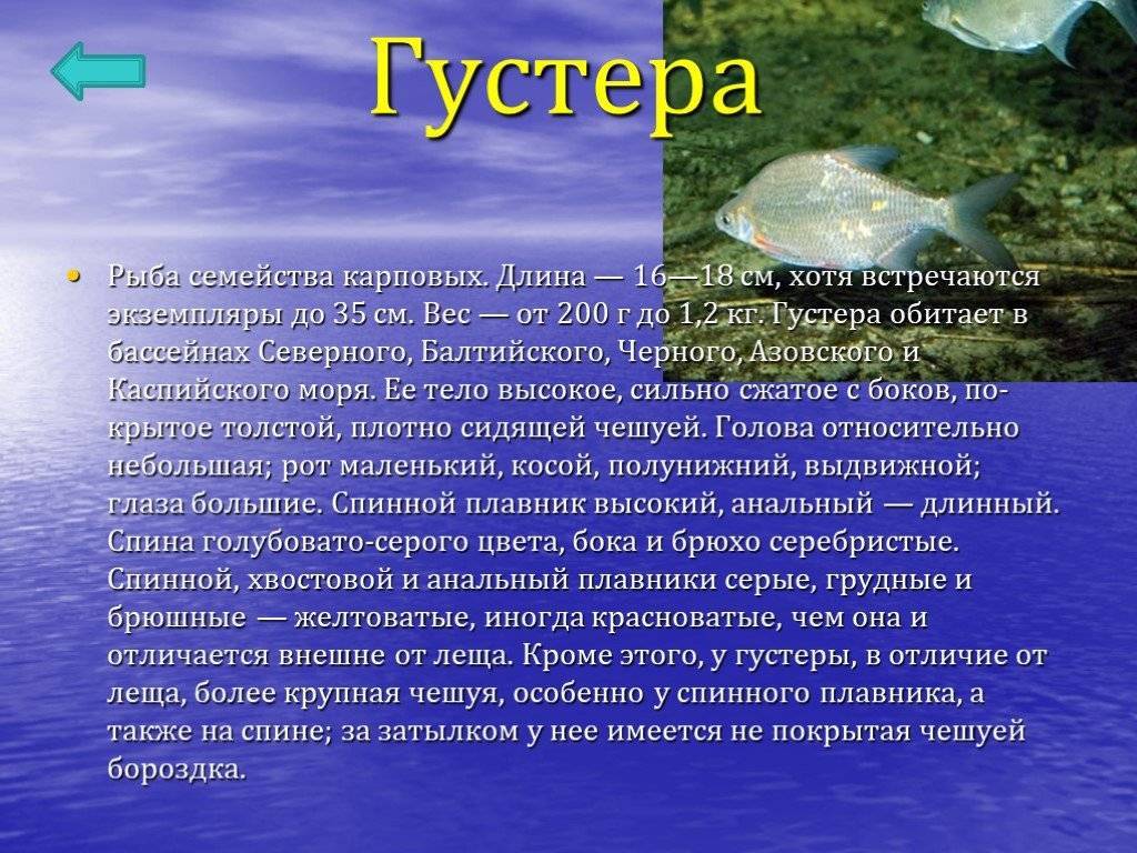 Рыбы черного моря. названия, описания и особенности рыб черного моря