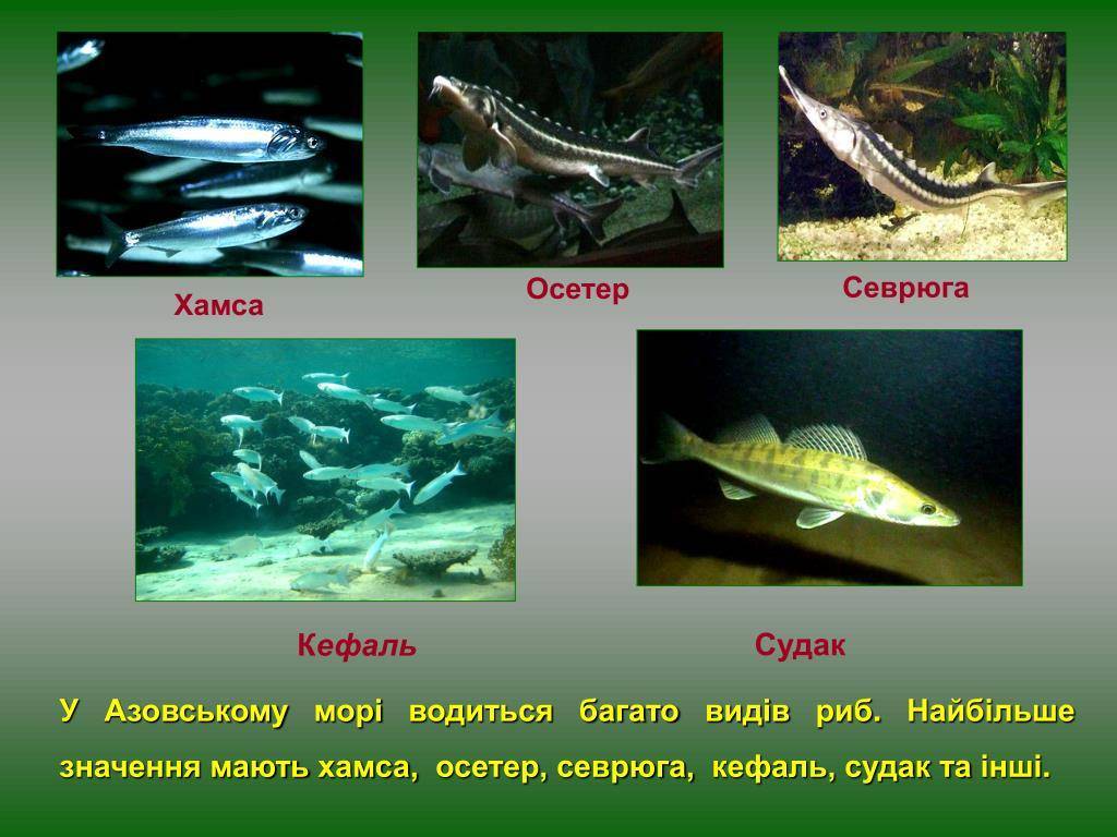 Самое мелкое море в мире – азовское. первое знакомство с азовским морем, как называлось раньше, животный мир, курорты на азовском море