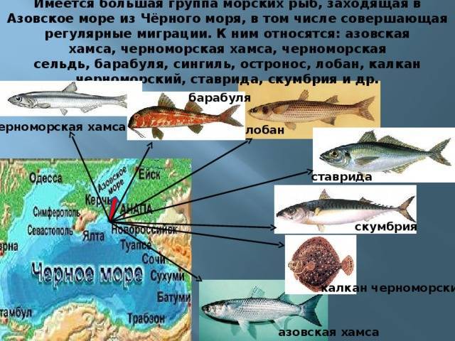 Кириллица | почему именно азовское море было самым «рыбным»