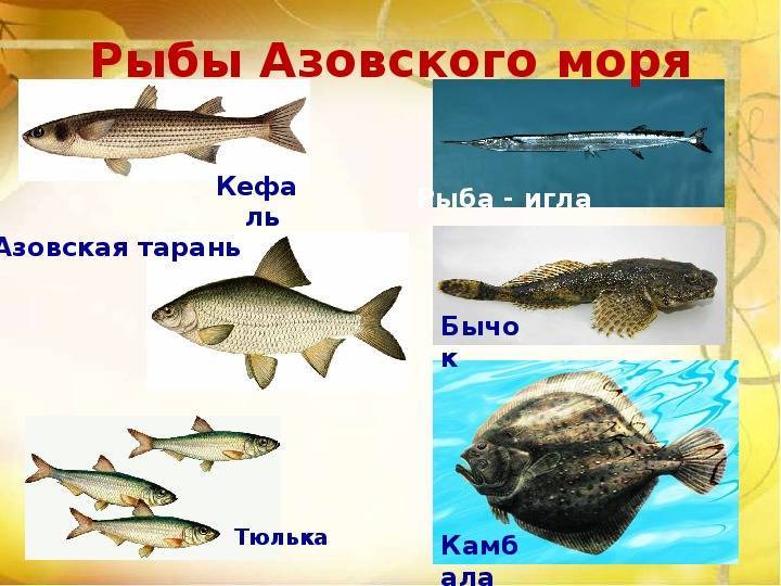 Кефаль: описание рыбы, где водится, как ловить, виды и пищевая ценность